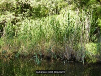 Bulharsko 2008-Ropotamo- 013.jpg, 35kB